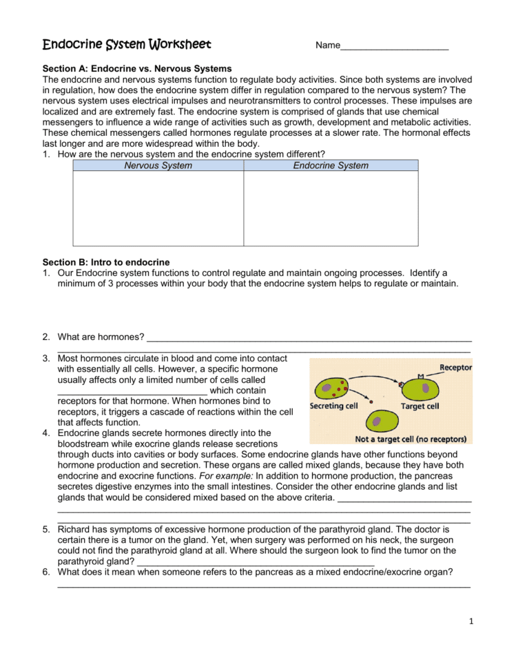 Endocrine System Worksheet Pdf Answers