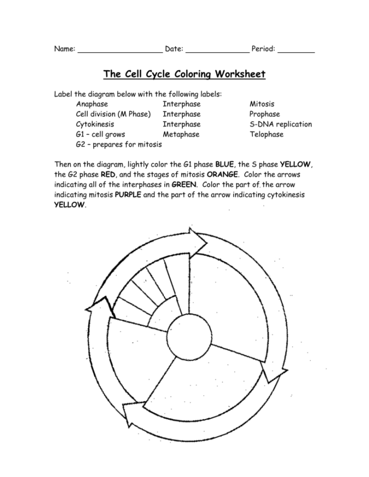 Cell Cycle And Dna Replication Practice Worksheet Key Db Excel