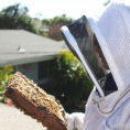 Beekeeping Spreadsheet Pertaining To Beekeeping Like A Girl Why Keep Hive Inspection Notes?