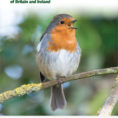 British Bird List Spreadsheet Within Ornithology Archives  Hoopoe  A Blognhbs
