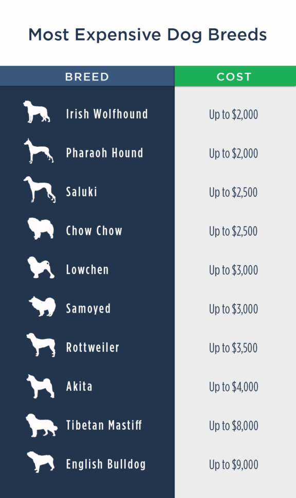 Car Cost Of Ownership Spreadsheet Intended For Pet Ownership Costs Guide For 2018  The Simple Dollar