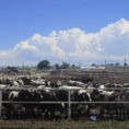 Cattle Herd Management Spreadsheet In Animal Husbandry  Wikipedia