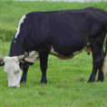 Cattle Herd Management Spreadsheet Regarding Atypical Bse Confirmed In Florida Cow  Dairy Herd Management