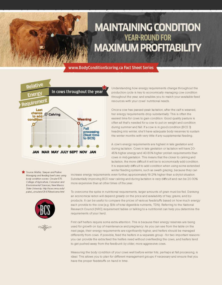 Cattle Herd Management Spreadsheet Regarding Body Condition Scoring ...