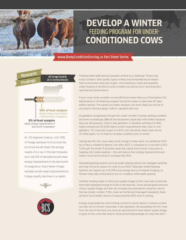 Cattle Herd Management Spreadsheet Throughout Body Condition Scoring Beef Cattle Research 6954