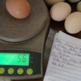 Chicken Expense Spreadsheet Inside Free Download: Egg Spreadsheet  Scratch Cradle