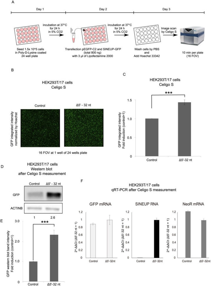 Corbel Design Spreadsheet For Gfp Antibody