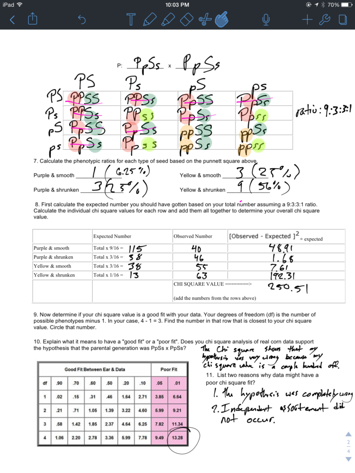 Corn Shrink Spreadsheet With Corn Lab Genetics Homework Sample  1589 Words  Alhomeworkfsds