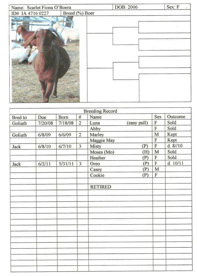 Goat Record Keeping Spreadsheet Intended For Record Keeping  Eden Hills