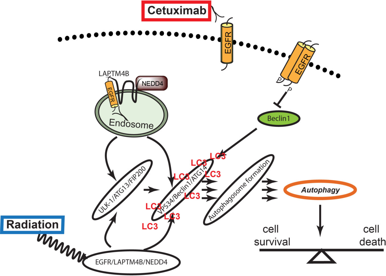 Radiation Oncology Interview Spreadsheet 2017 In Randall Kimple, Md, Phd – Department Of Human Oncology – Uw–Madison