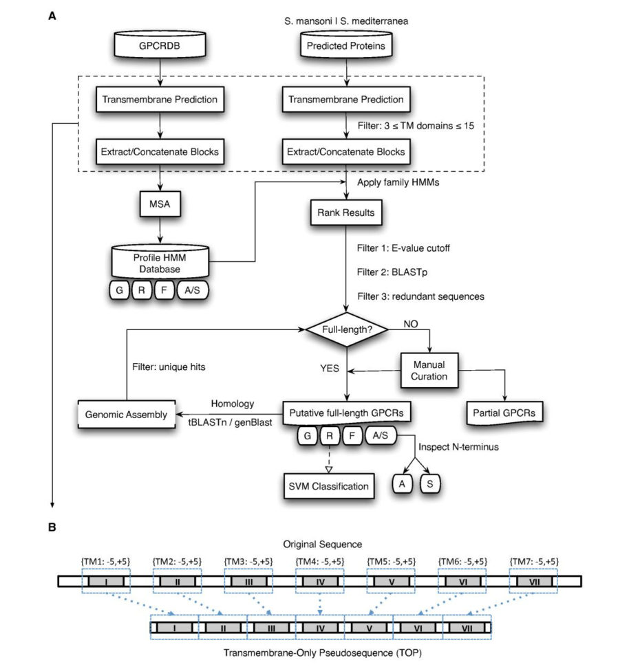 Sjd Spreadsheet Within The Repertoire Of G Proteincoupled Receptors In The Human Parasite