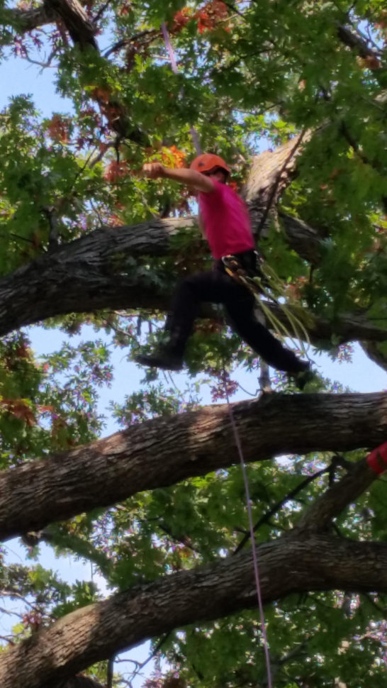 Tree Inventory Spreadsheet For Jodi Carlson  City Arborist  City Of Sacramento  Linkedin