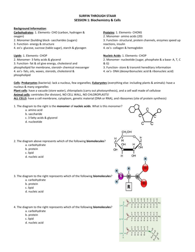 Biomolecules Worksheet Answer Key —