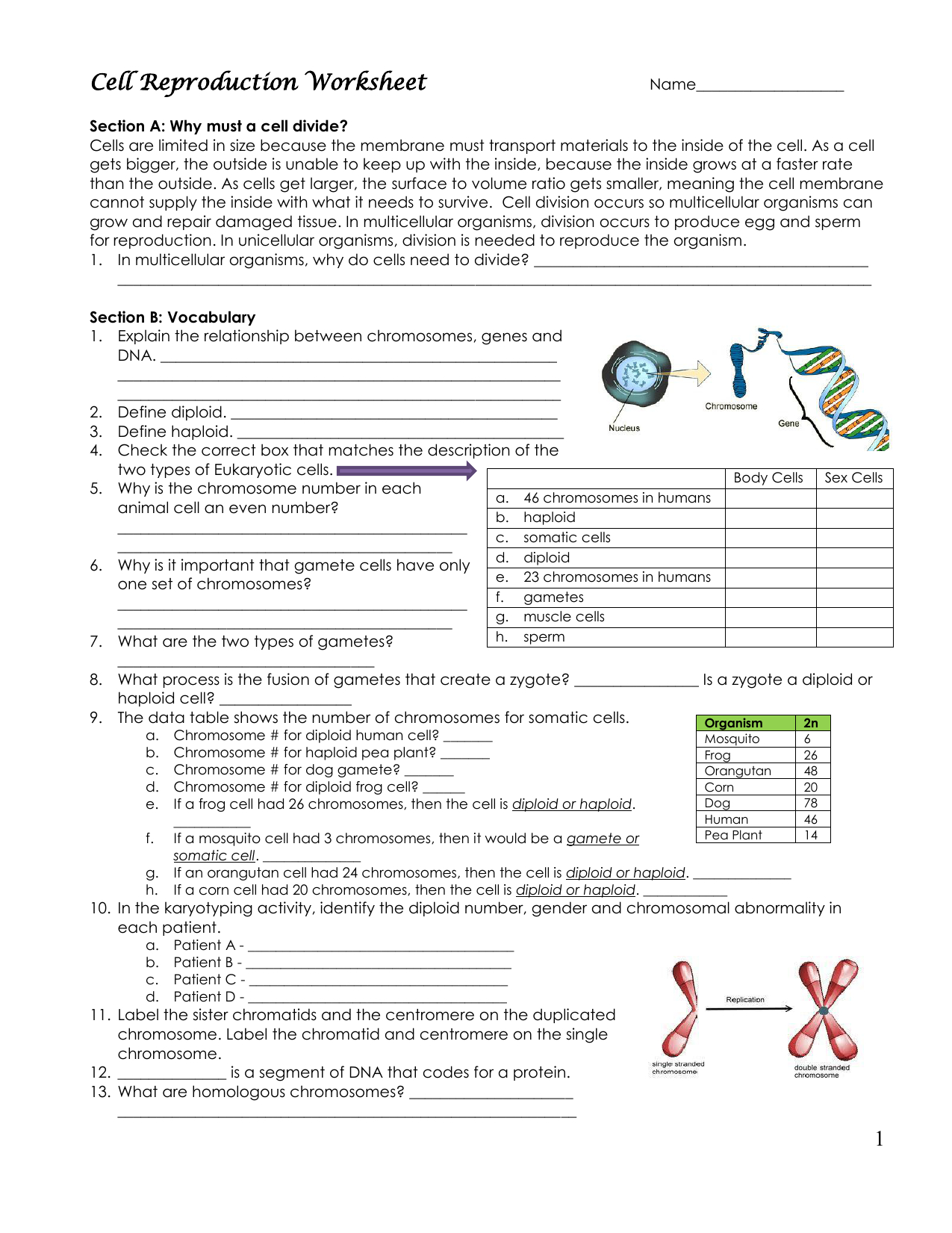 1 Cell Reproduction Worksheet