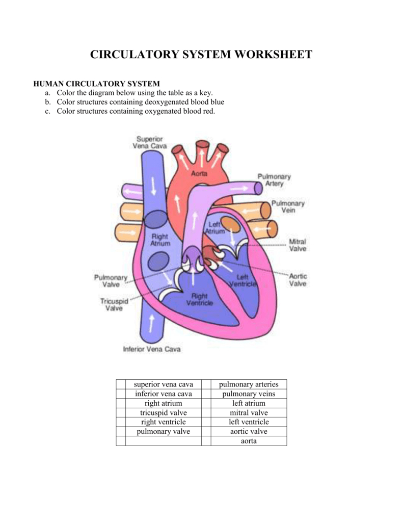 1 Circulatory System Worksheet