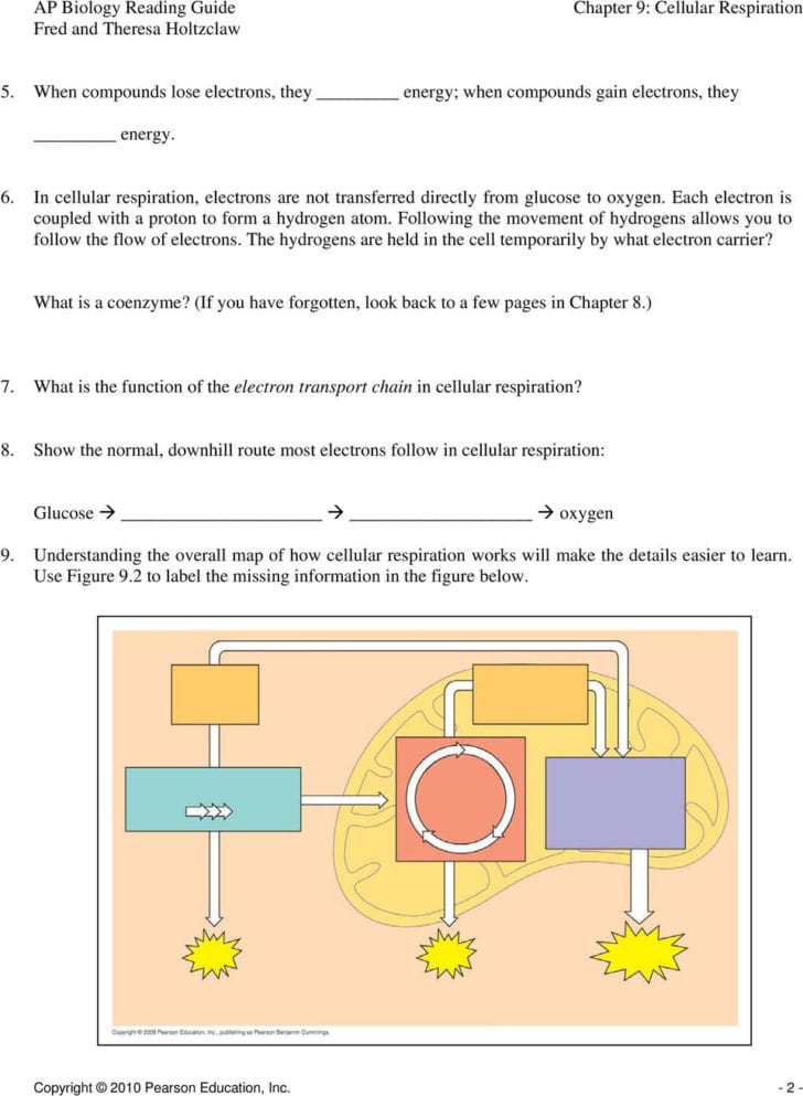 Cellular Respiration Overview Worksheet Chapter 7 Answer Key