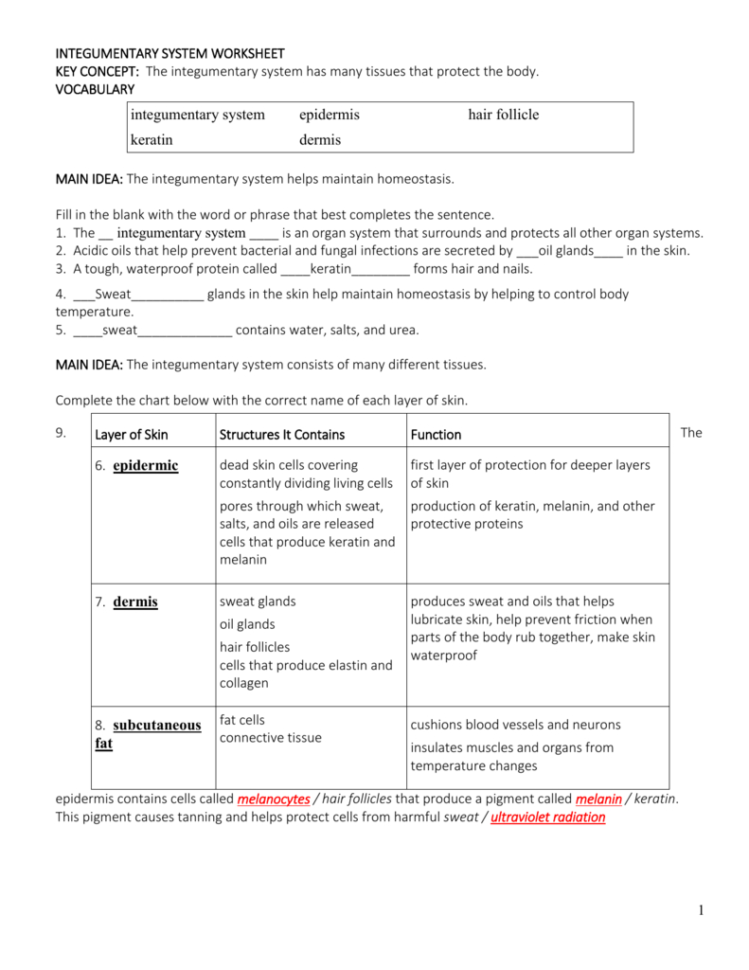 1 Integumentary System Worksheet Key Concept The