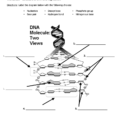 1 Name Chapter 12 – Dna Worksheet – Structure Of Dna And