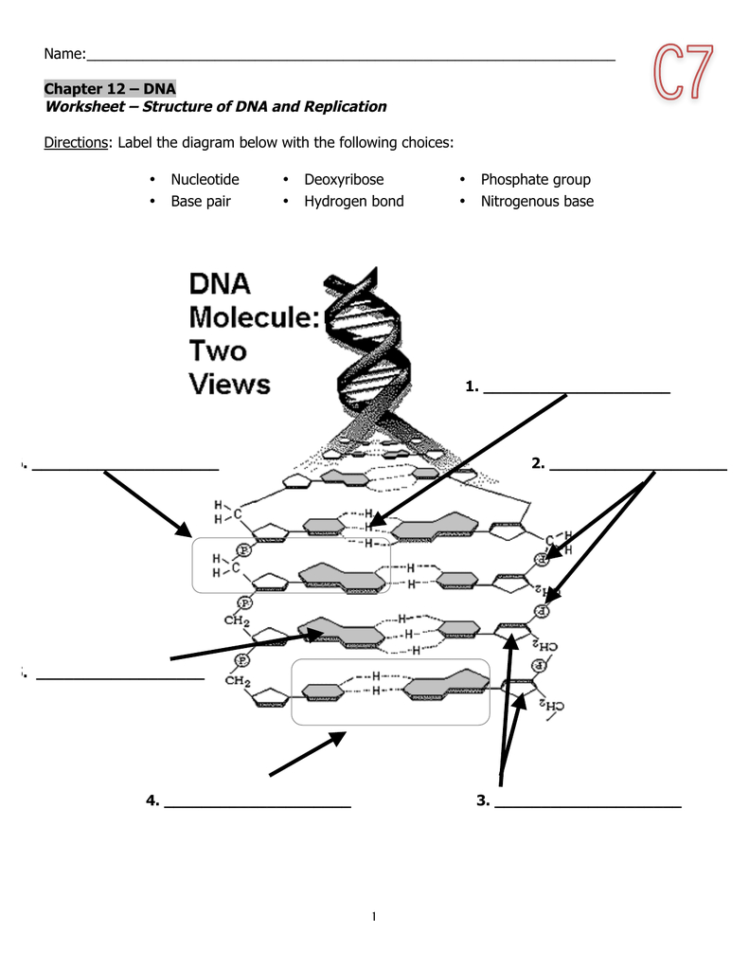 1 Name Chapter 12 – Dna Worksheet – Structure Of Dna And