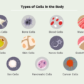 10 Different Types Of Cells In The Human Body