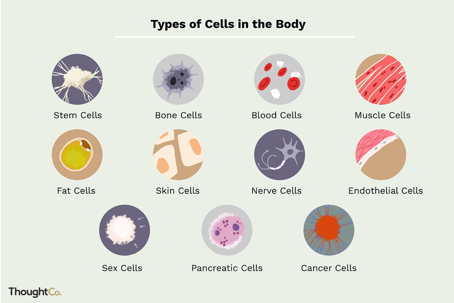 10-different-types-of-cells-in-the-human-body-db-excel