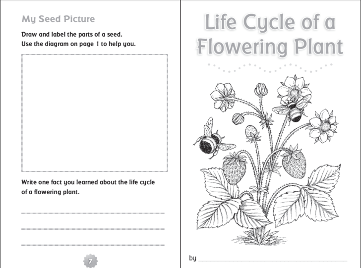 Food Coloring Flower Experiment Worksheet