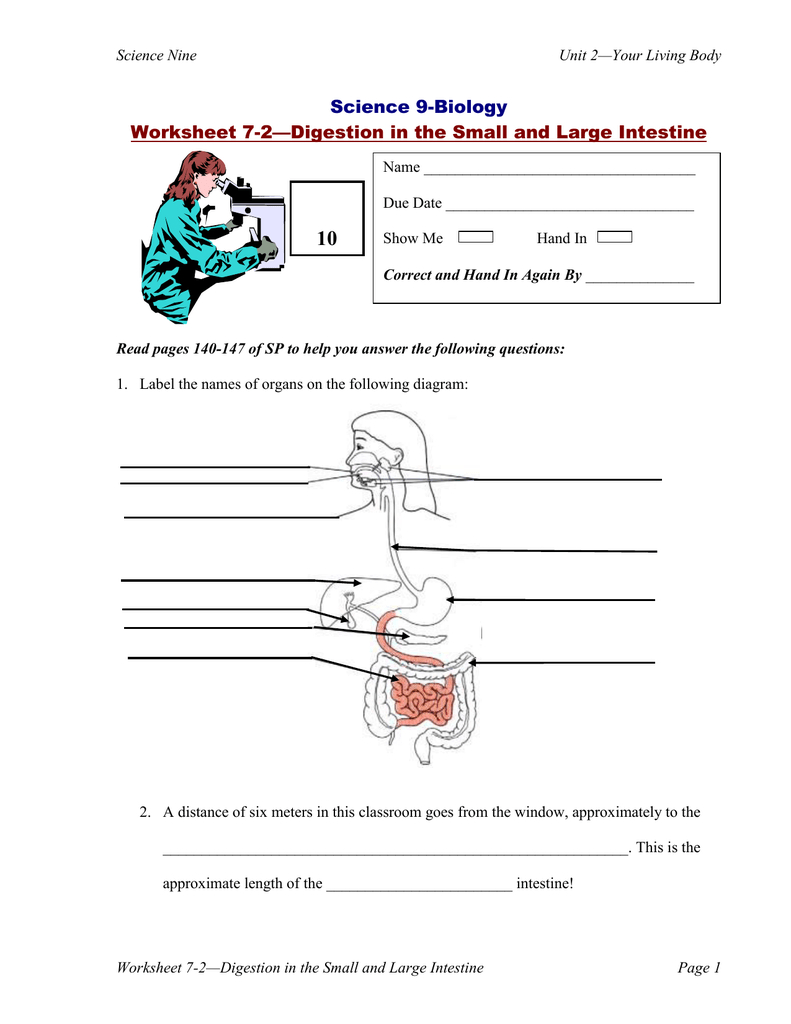10 Science 9Biology Worksheet 72—Digestion In The Small