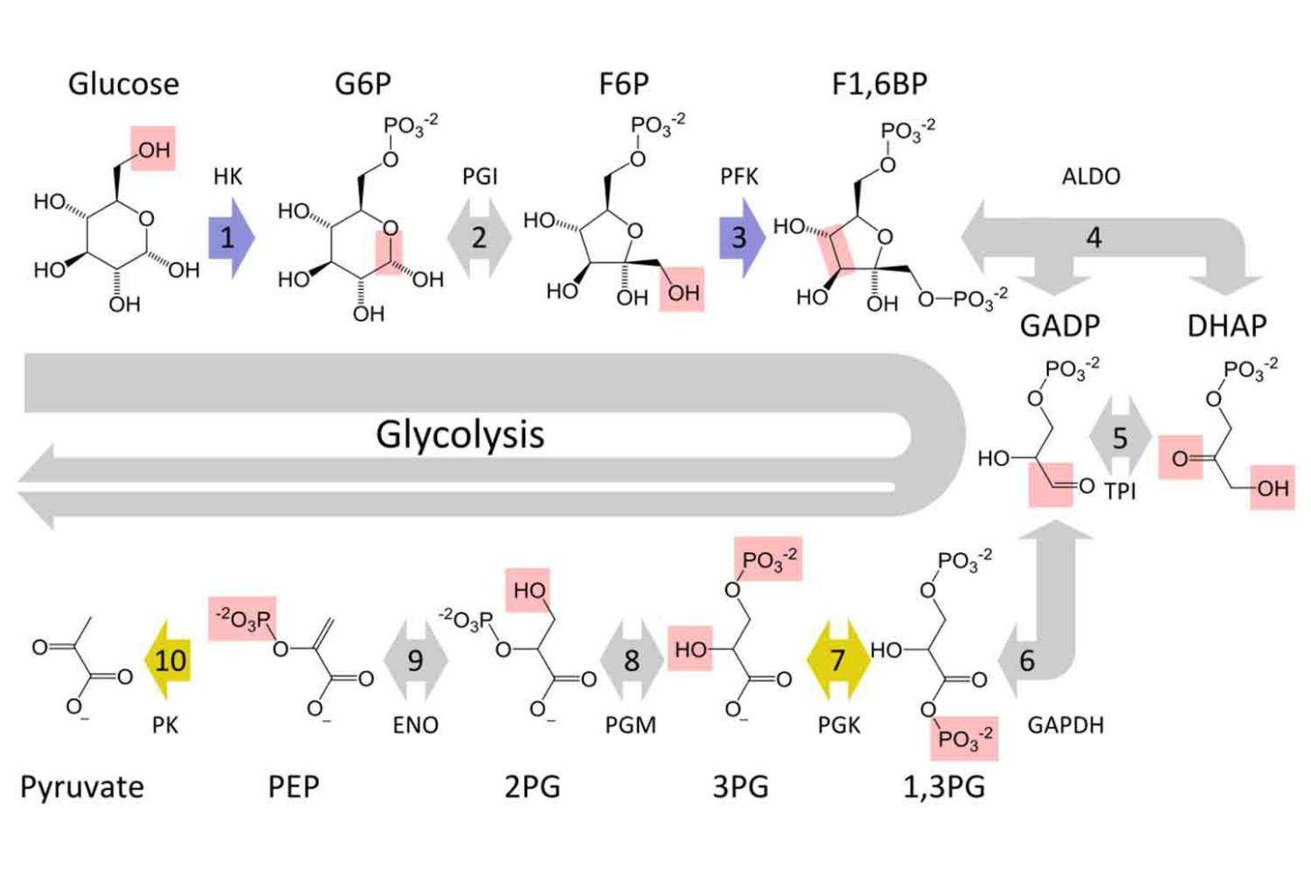 10 Steps Of Glycolysis