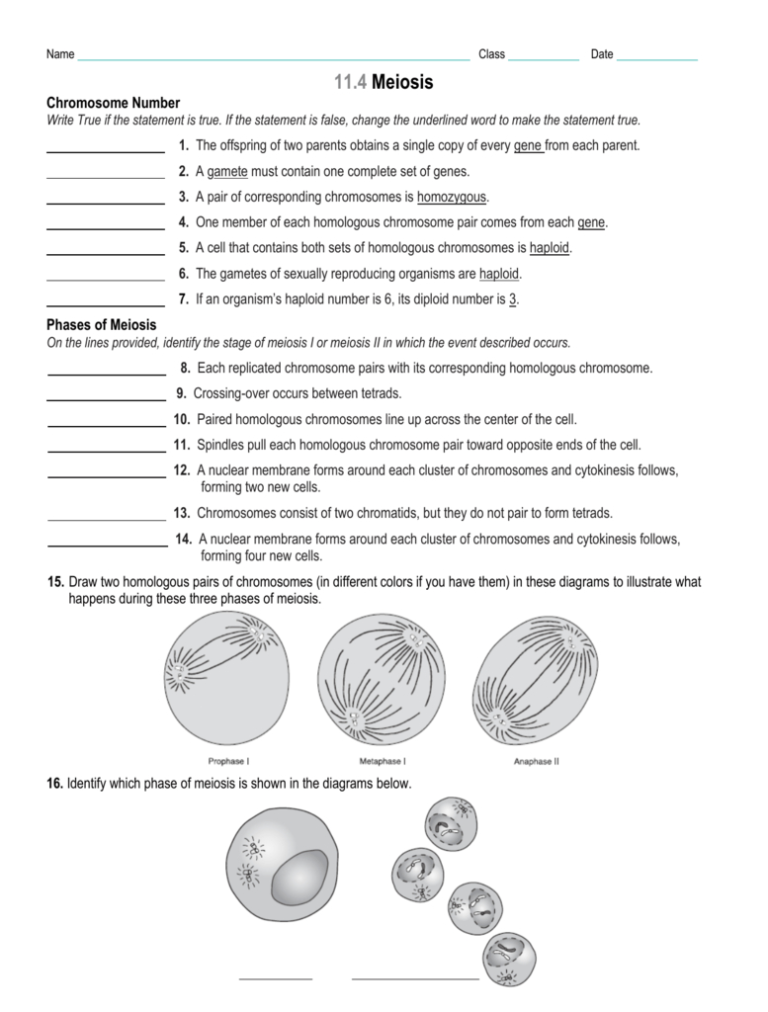 Section 11-4 Meiosis Answer Sheet : worksheet. Meiosis Vocabulary