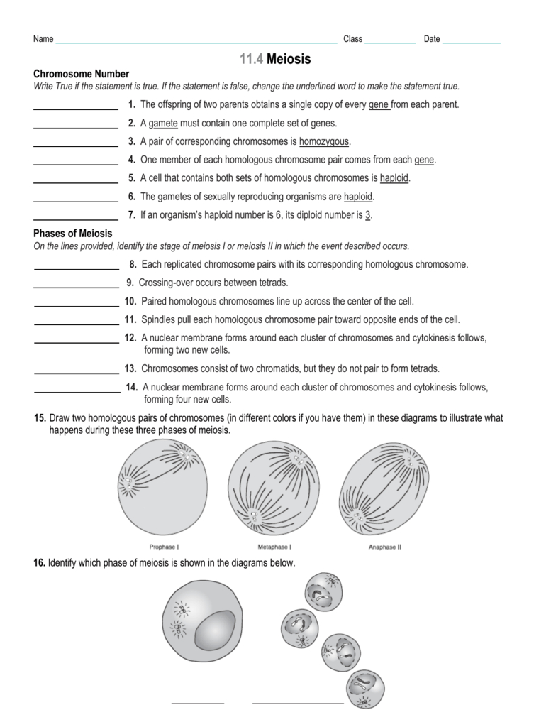 Section 11 4 Meiosis Answer Sheet Biology Genetics 11 4 Meiosis 