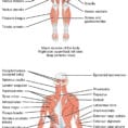 112 Naming Skeletal Muscles – Anatomy And Physiology