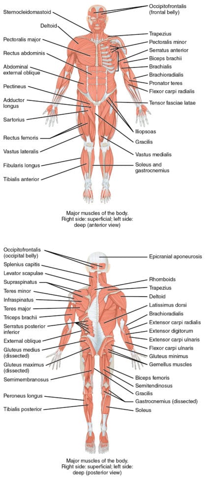 112 Naming Skeletal Muscles – Anatomy And Physiology