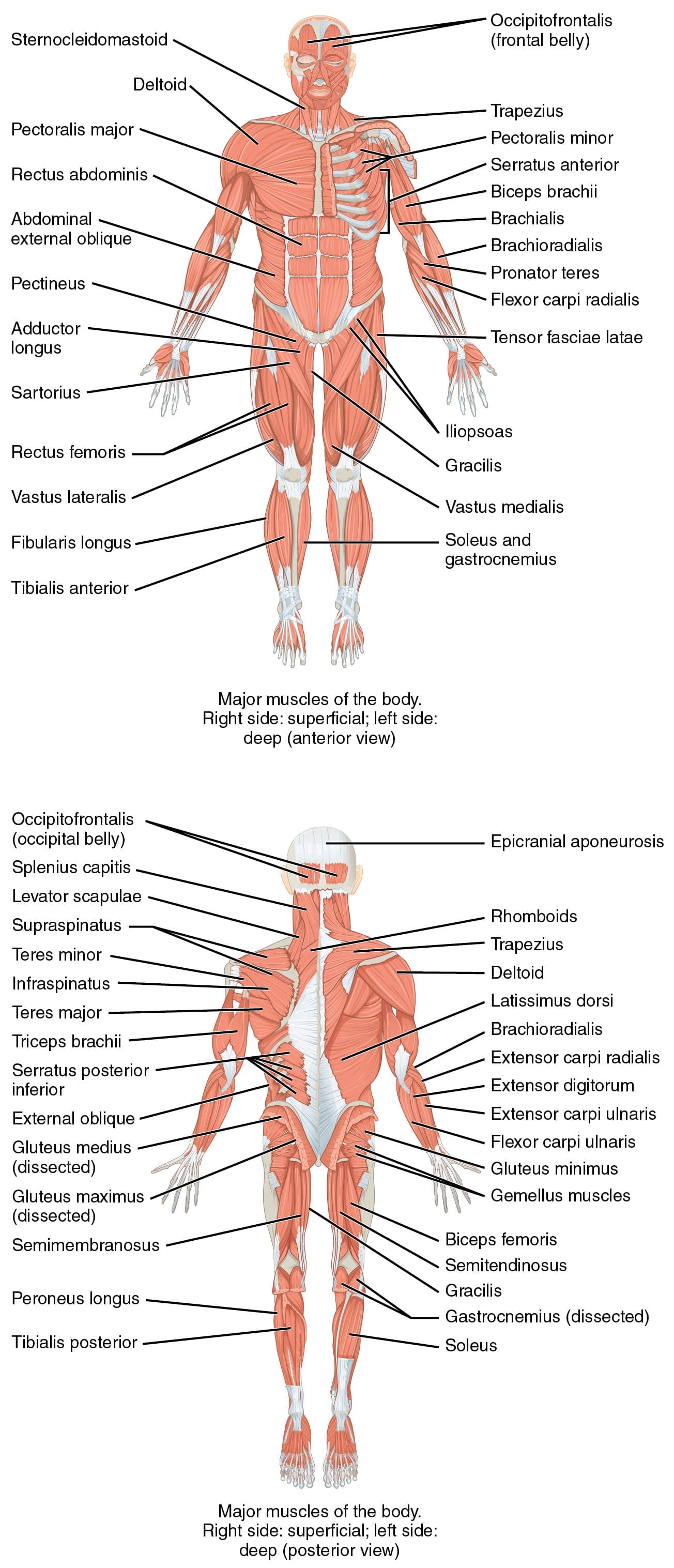 Muscle System Worksheet Answers