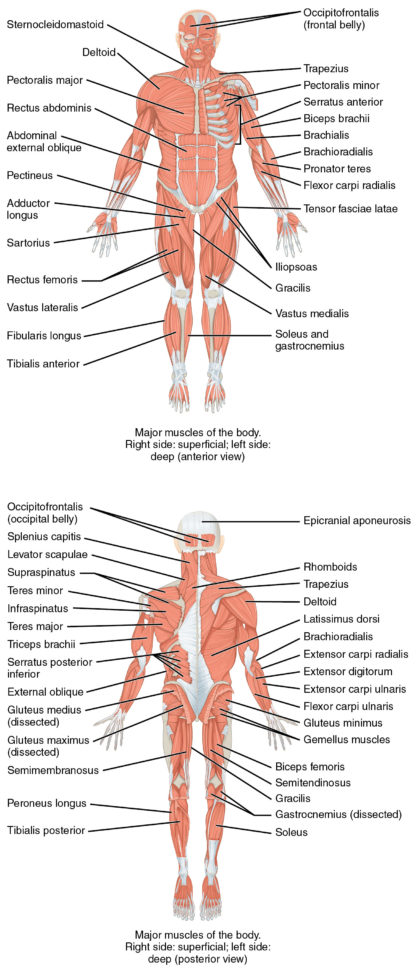 112 Naming Skeletal Muscles – Anatomy And Physiology