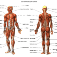 12 Elegant Muscular System Diagram Labeled Collection