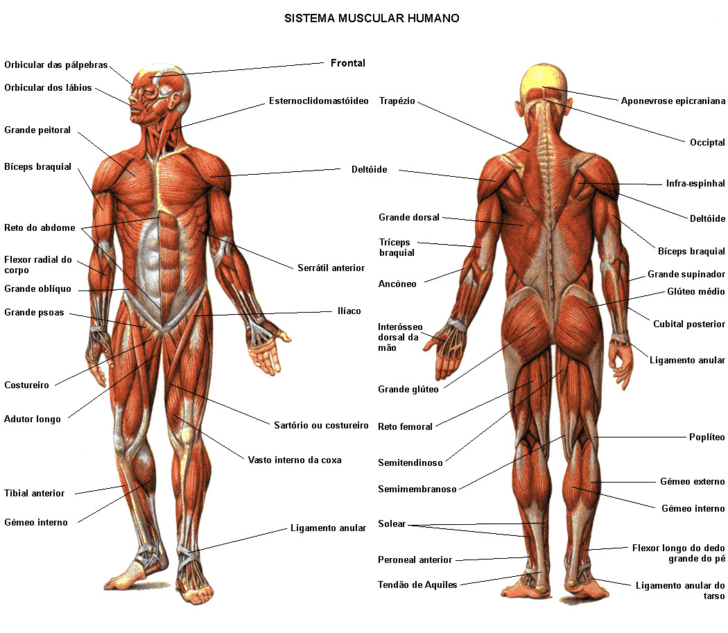 Muscular System Worksheet Answers
