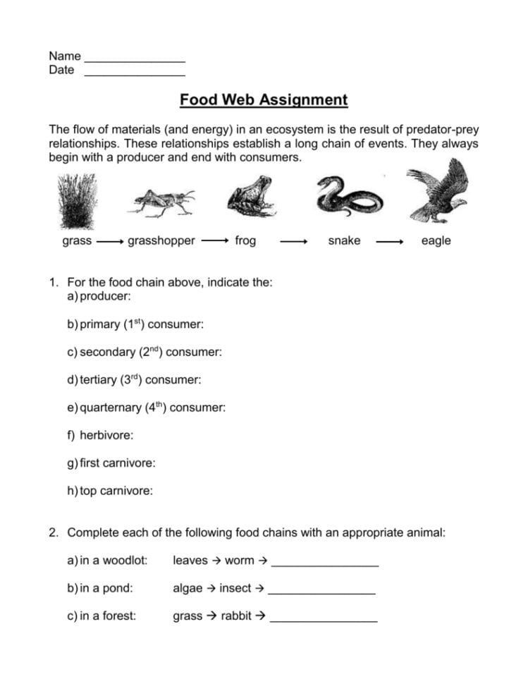 12 Food Web Worksheet