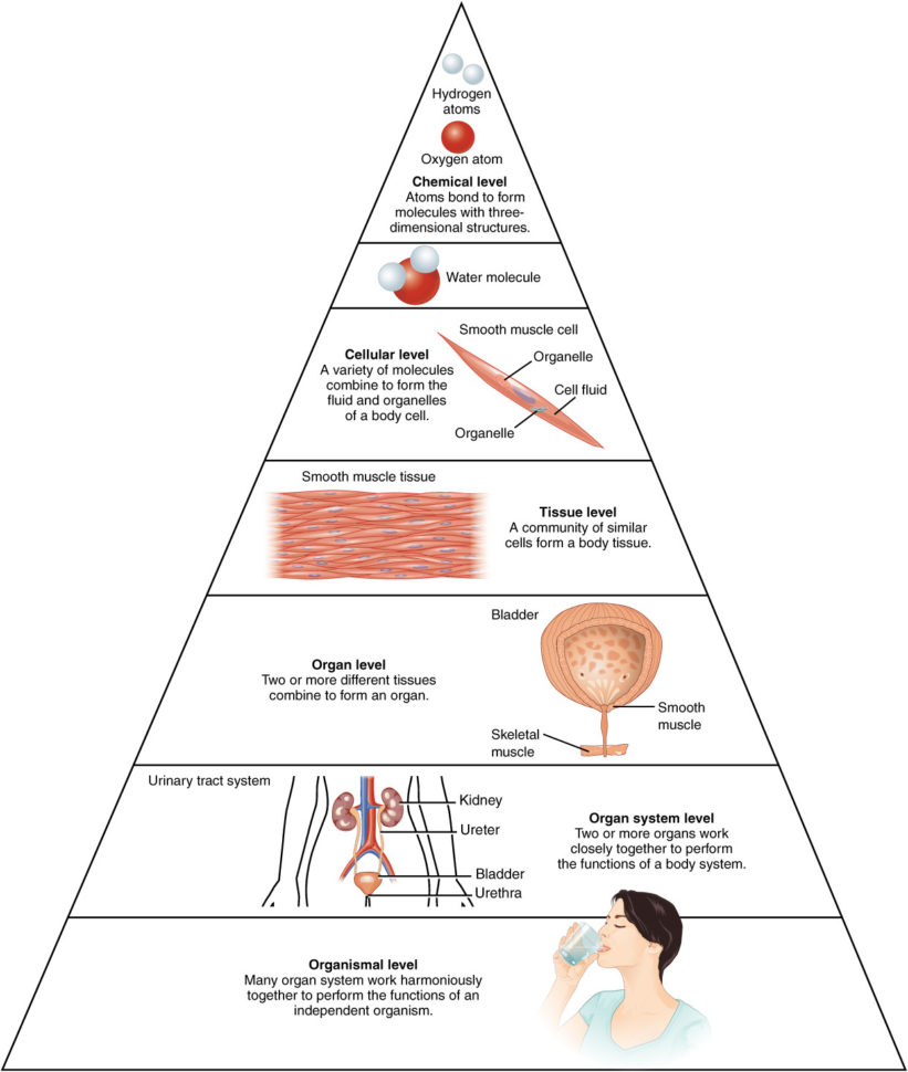 12 Structural Organization Of The Human Body – Anatomy And