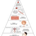12 Structural Organization Of The Human Body  Anatomy And