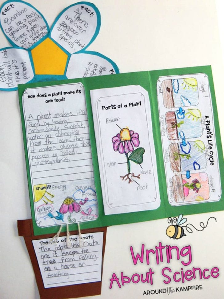 Plant Life Cycle Worksheet 3Rd Grade