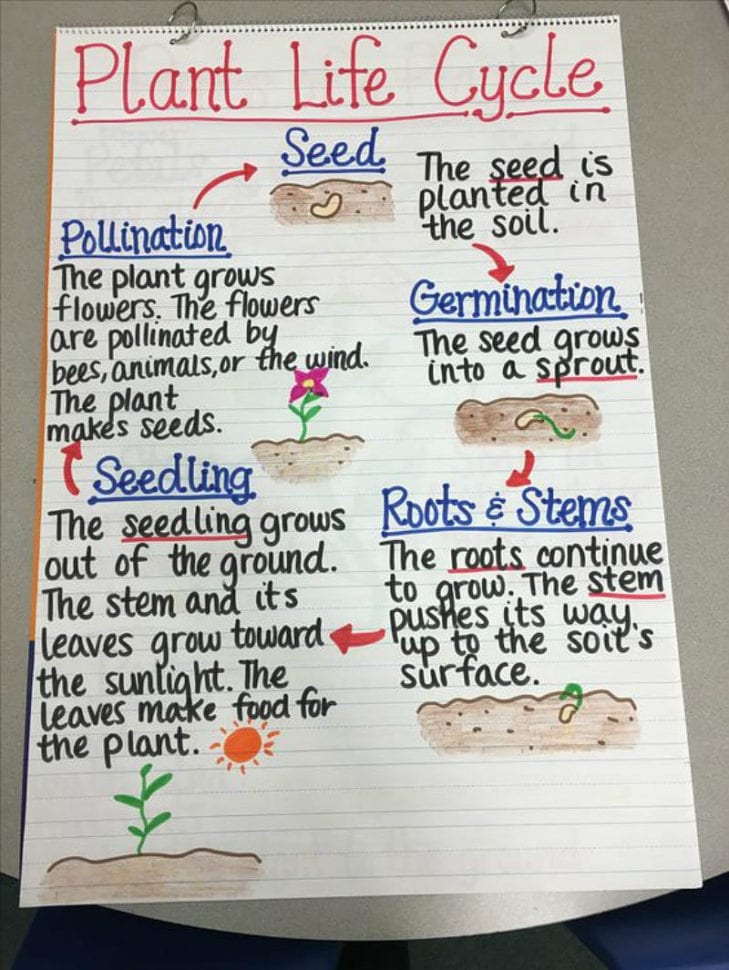 13 Creative Ys To Teach Plant Life Cycle  Weareteachers