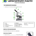 13  Microscope Parts  Powerpoint Worksheet