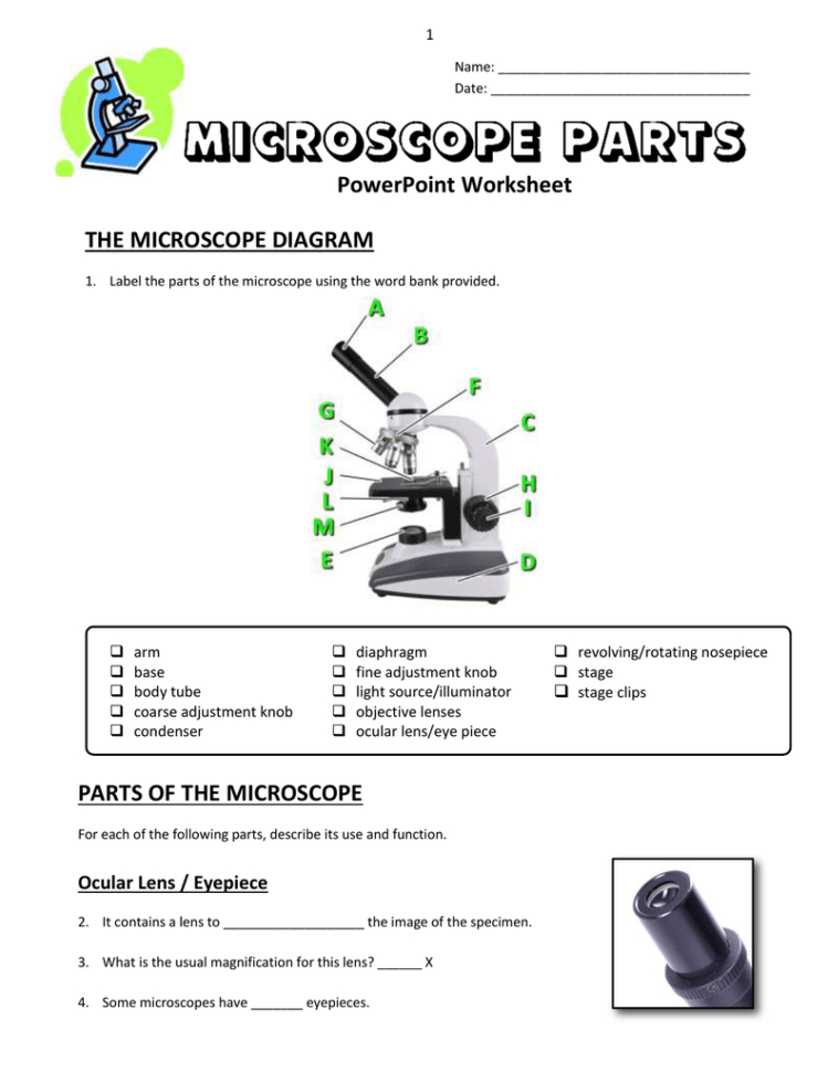 Microscope Parts And Use Worksheet