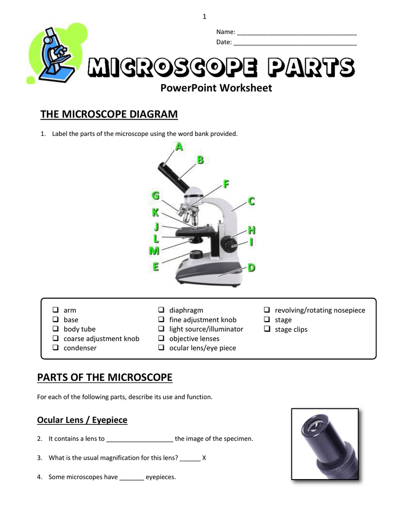 13  Microscope Parts  Powerpoint Worksheet