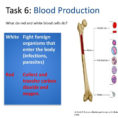 13 Skeleton And Joints Unit 1 Factors Affecting