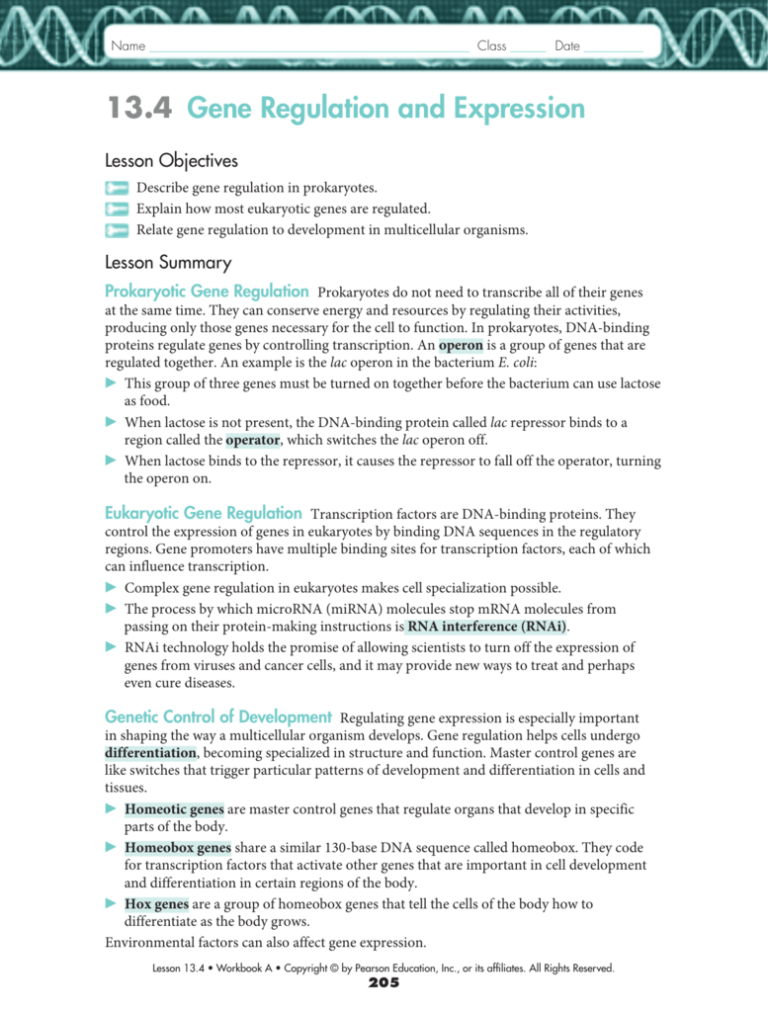 Gene Regulation And Expression Worksheet Answers