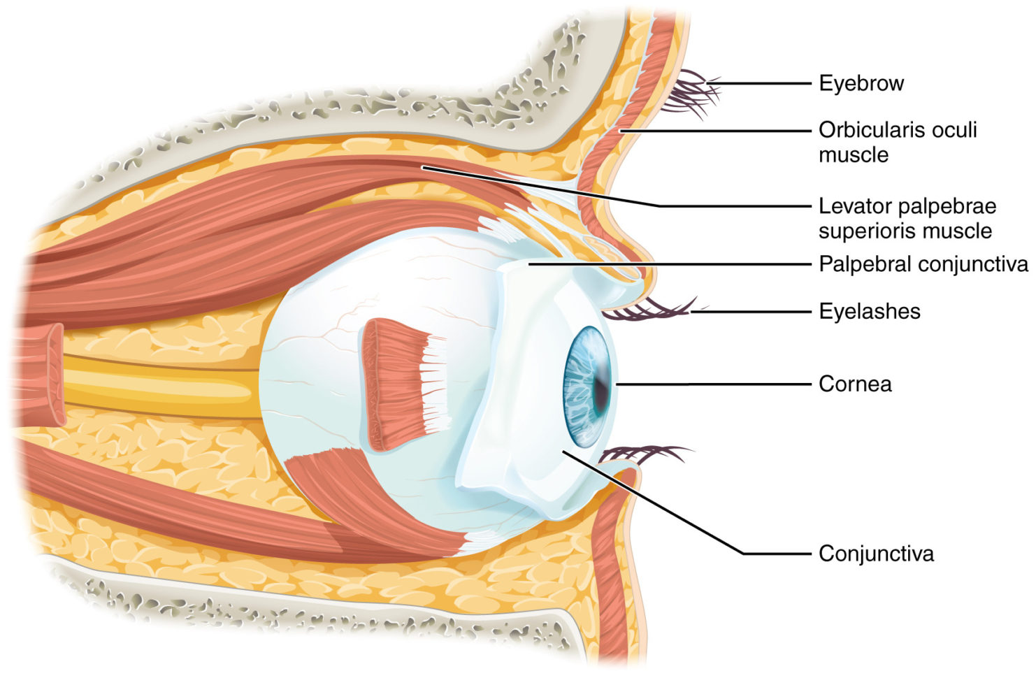 141 Sensory Perception – Anatomy And Physiology