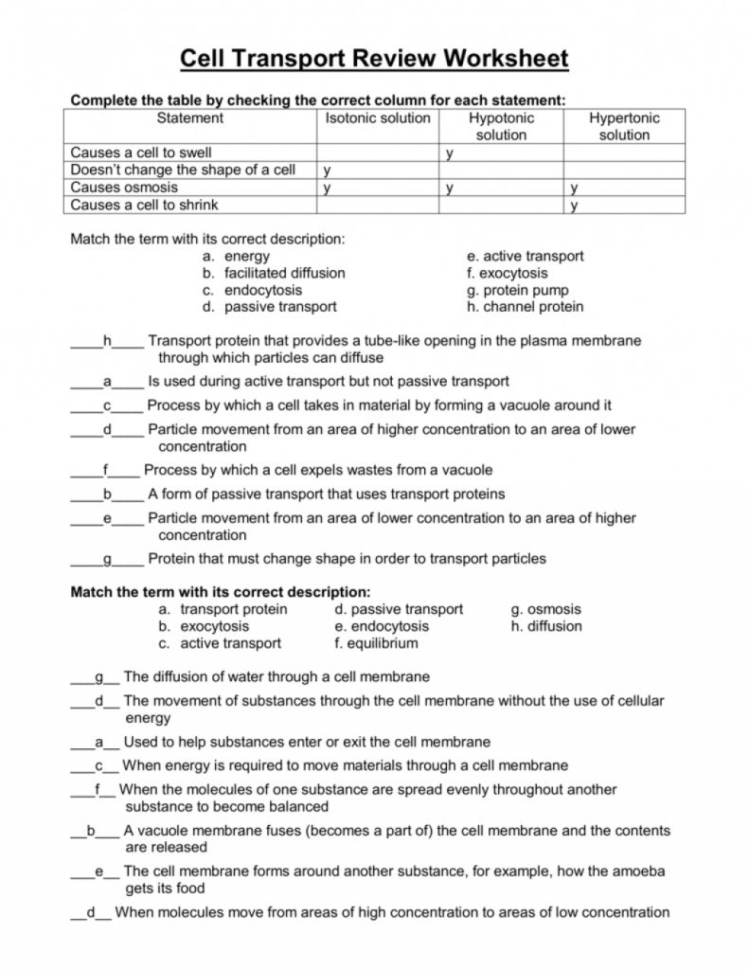 15 Simple Cellular Transport Worksheet Answers For