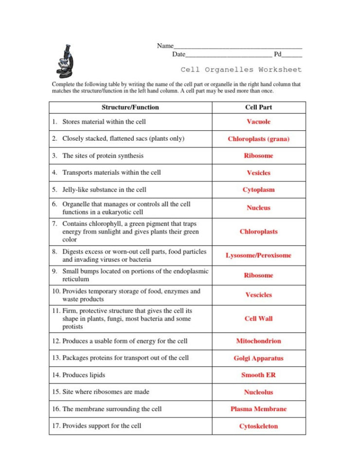 1536627845 V 1 Within Cell Organelles Worksheet – Wiring Diagram
