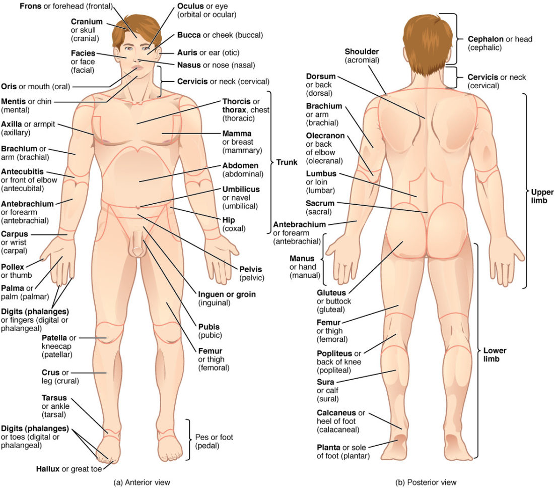 16 Anatomical Terminology – Anatomy And Physiology